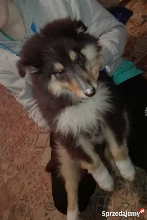 Owczarek szkocki collie szczenięta Radom
