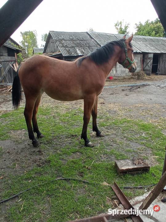 Klacz 14 miesięcy Konie Konie Sawin