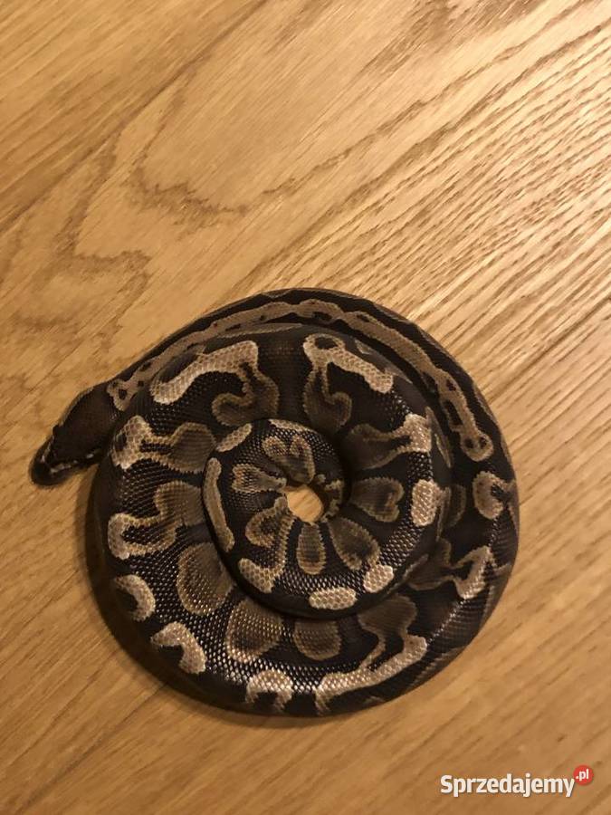 Pyton Królewski 10 GHI Het Clown sprzedam