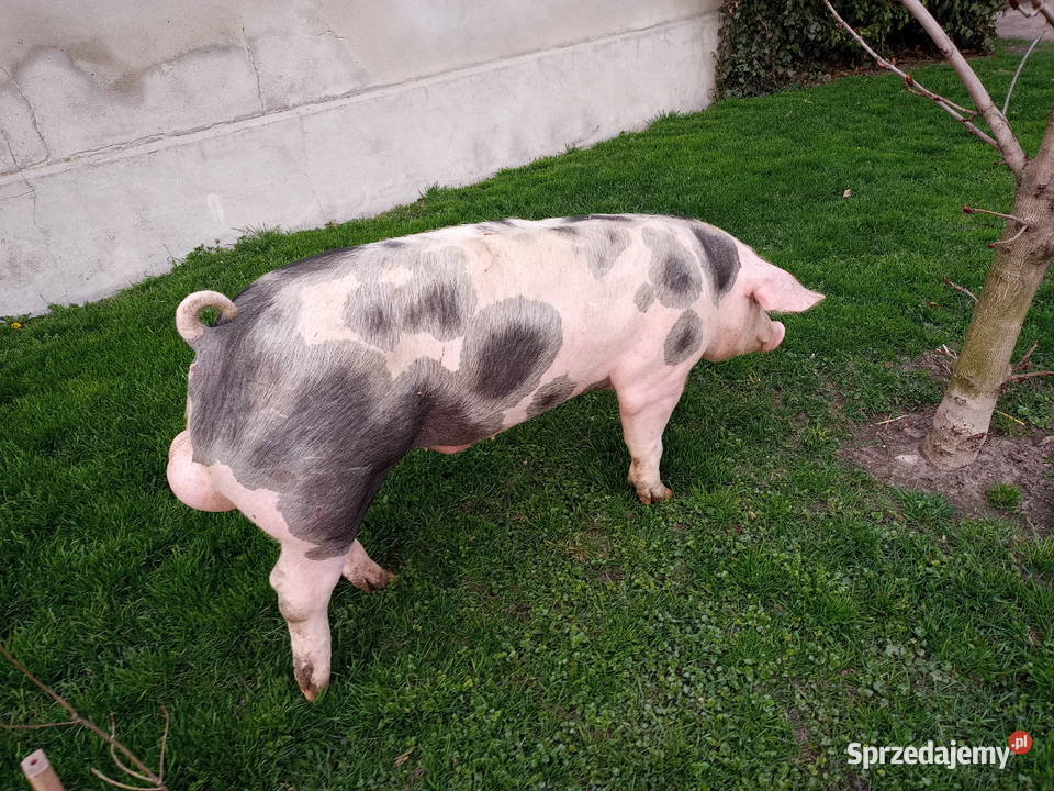 Knur knurek Pietrain Trzoda chlewna Strzałkowo