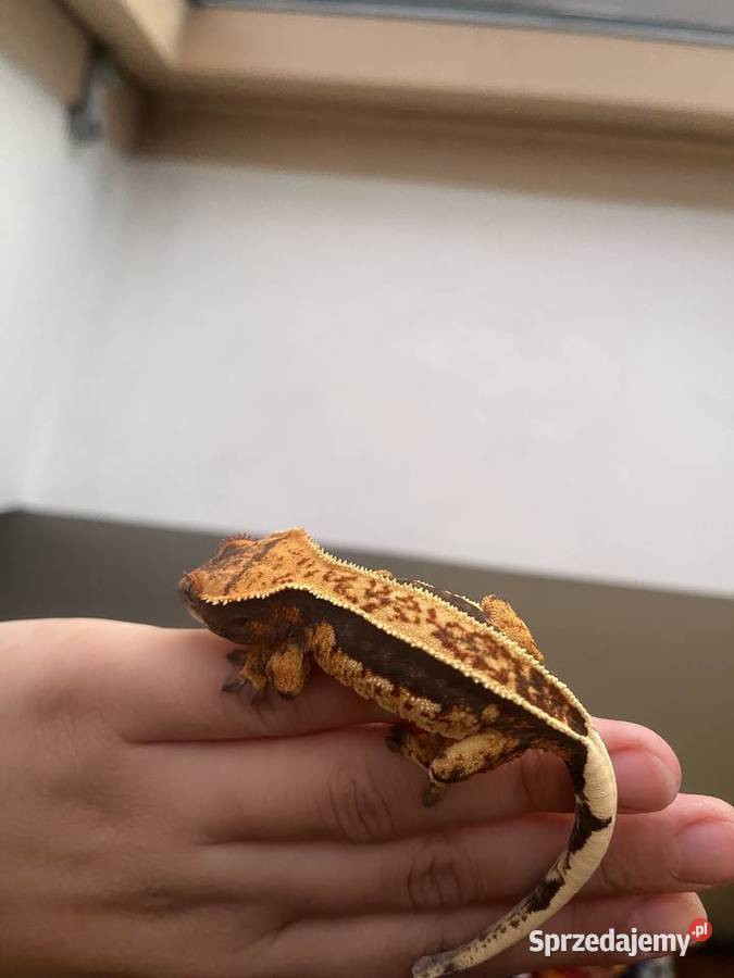 Gekon orzęsiony ciliatus crested gecko samica Wrocław
