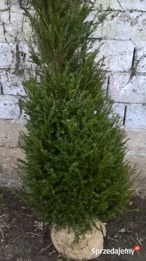 Mega duży żywopłot Cis Baccata Iglaste Mszczonów sprzedam