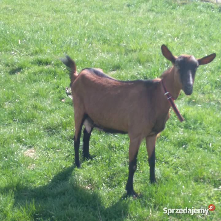 koza alpejska drugim ukotem Biszcza