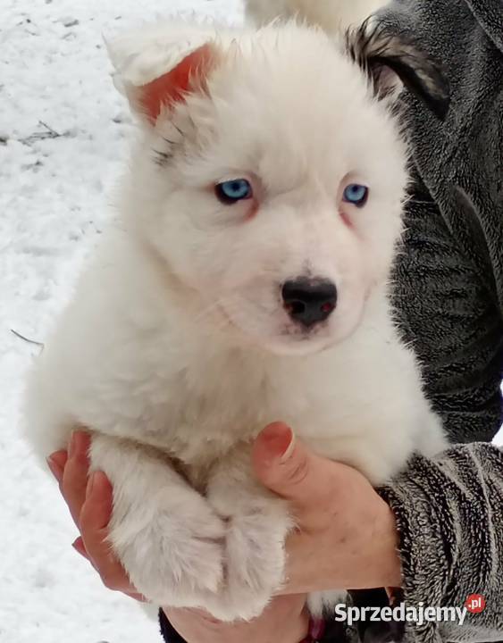 Szczeniaki Lajka Jakucka Smyków