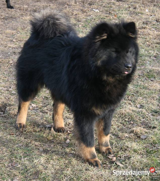 Eurasier młodziutki samiec czeka mazowieckie Puszcza Mariańska
