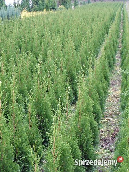 Tuja Smaragd 100110 Kraków Szmaragd juta sprzedam