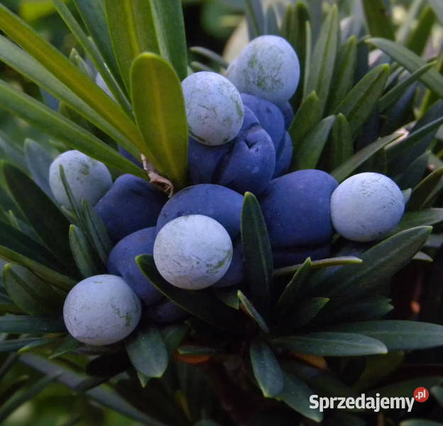 PODOKARP WIELKOLISTNY Podocarpus makrophyllus Dom i Ogród Lubanie