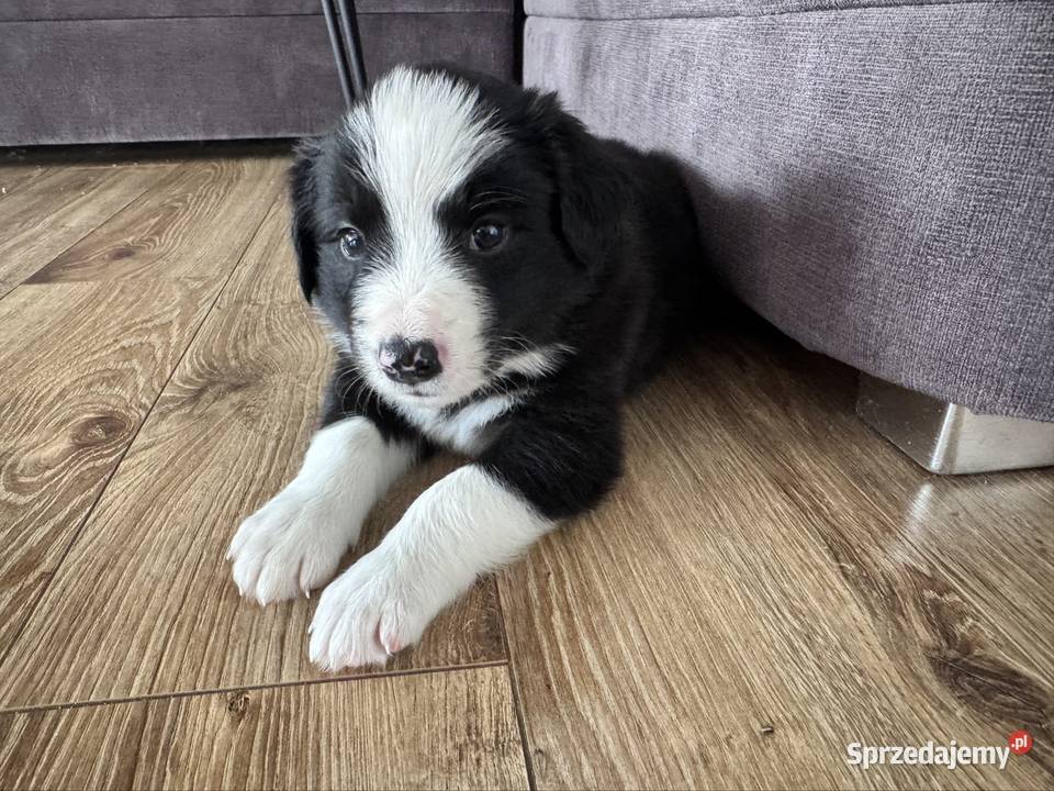 Border Collie suczka lubelskie Kamień