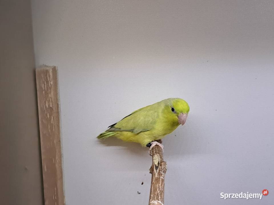 Sprzedam papugi Przeworsk