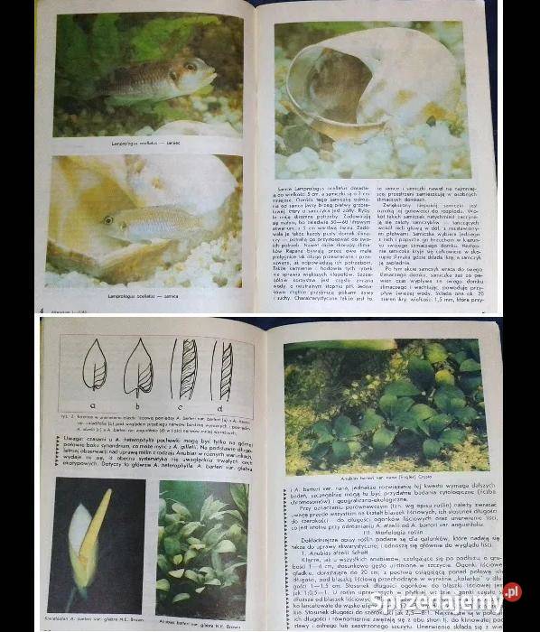 Akwarium Numery 451984 121985 Pozostałe Chełm sprzedam