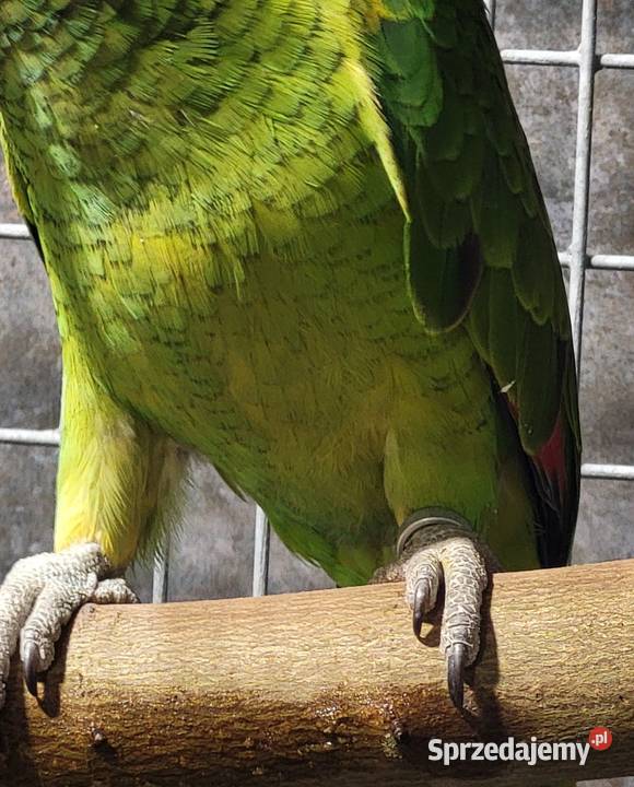 Amazonk niebieskoczelna Xanthopteryx 2025 Aleksandrów Kujawski