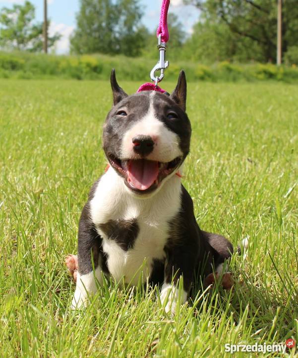 Szczenięta bulterier miniaturowy mini bull podlaskie Białystok