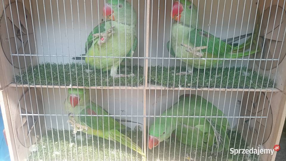 Aleksandretta Wieki i Chińska małopolskie Zator