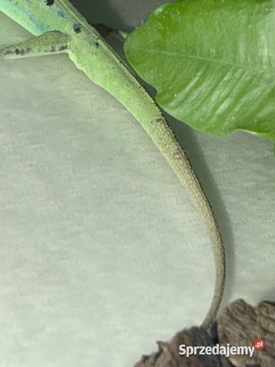 Anolis roquet summus macouba Samiec Sosnowiec