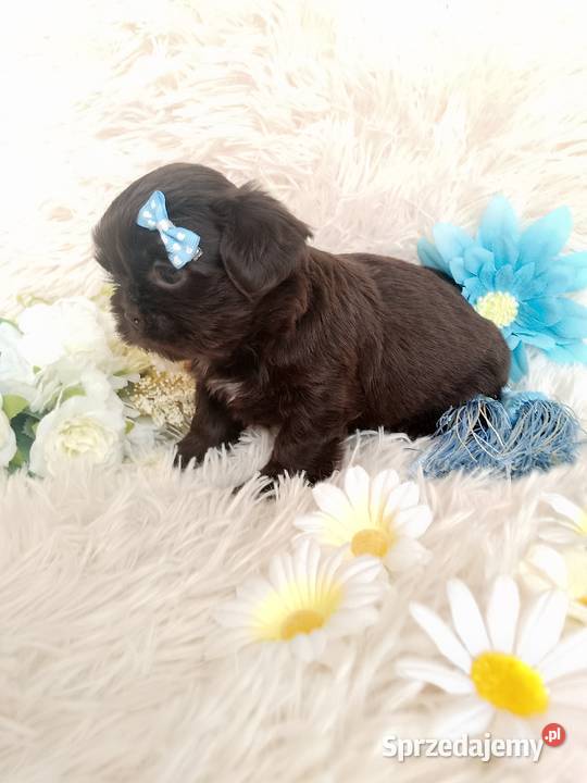 Czekoladowy piesek rasy ShihTzu Kępno