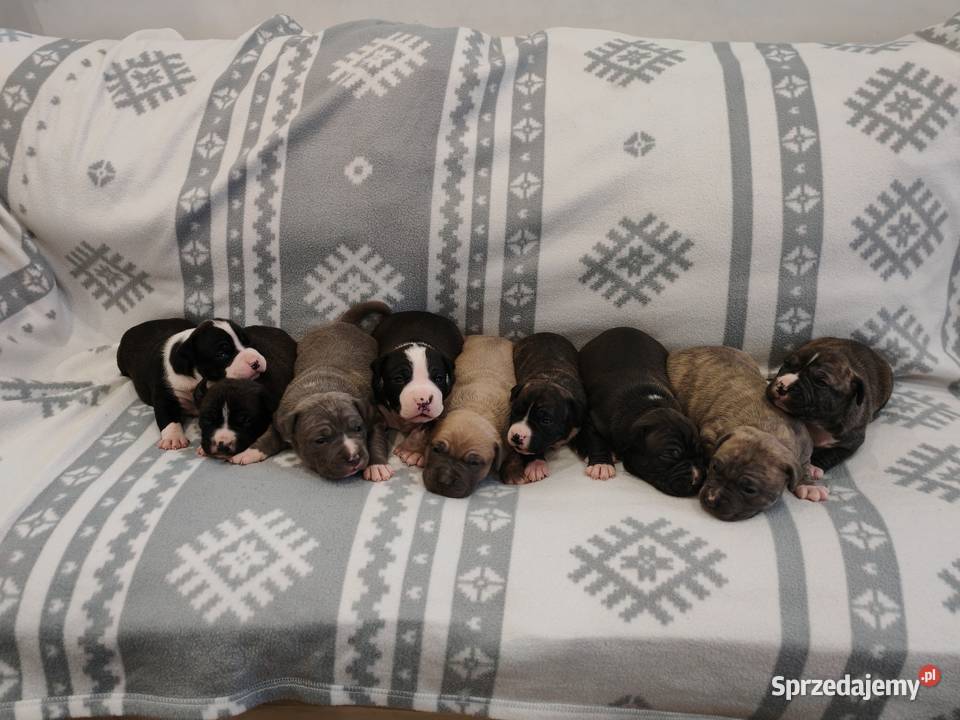 Amstaff Pozostałe Wólka-Przekory