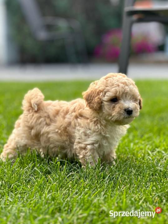 Maltipoo f1 Iłowo-Osada