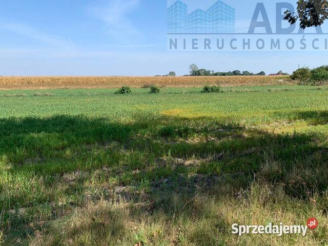 Złotkowy gm Rychwał 3 działki budowlane na