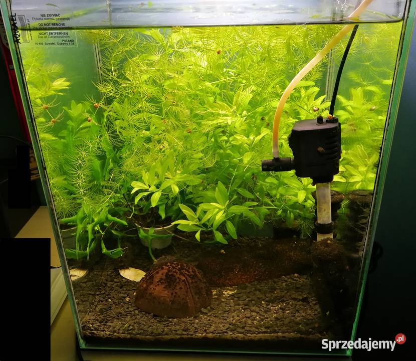 Akwarium aquael 33 litry z roslinkami i rybami zachodniopomorskie Szczecin