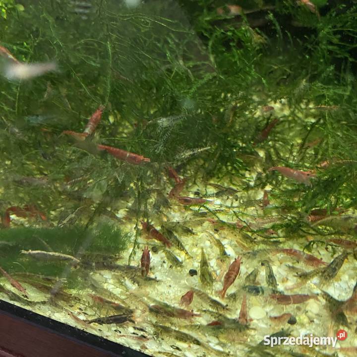 Mech Java moss Riccia pływająca Gorzów Wielkopolski