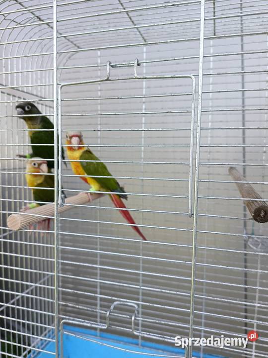 Papugi Ptaki Sulęcin