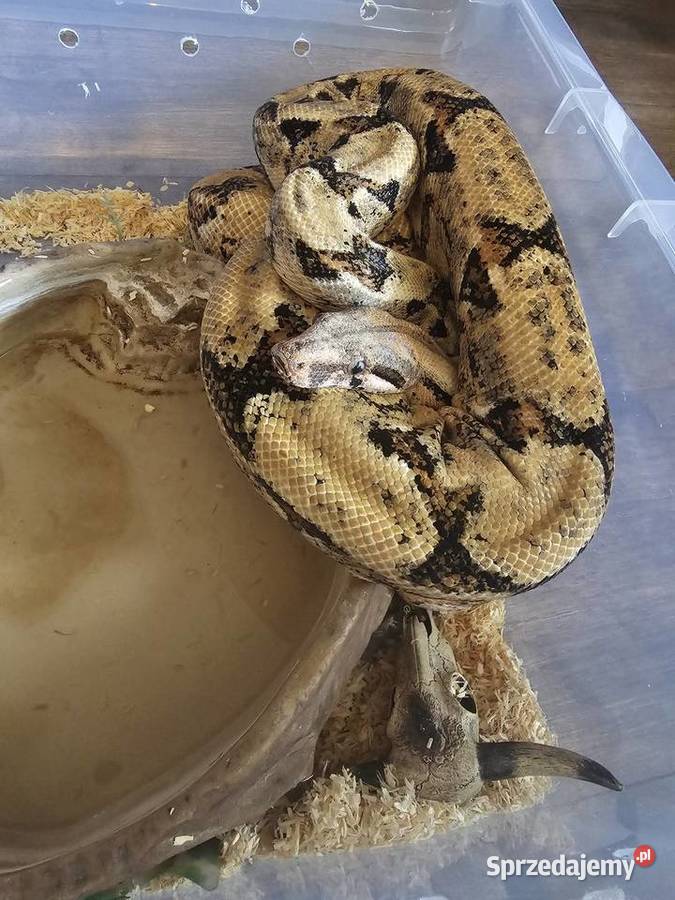 Wąż Boa Constrictor Costa Rica Samiec duży Wrocław