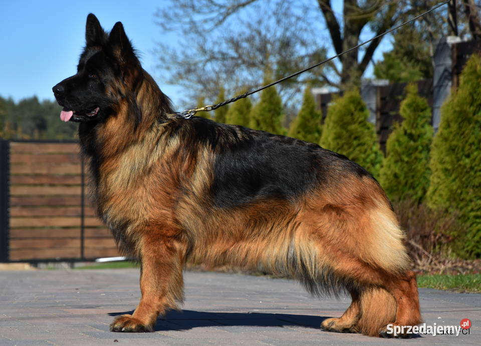 Owczarek niemiecki długowłosy ZKwP FCI Owczarek warmińsko-mazurskie Rudziska sprzedam