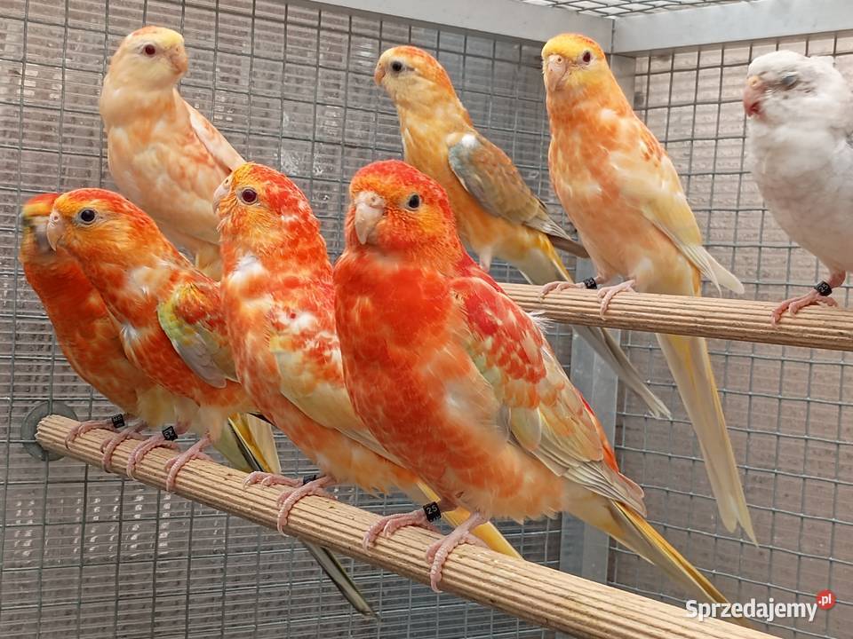 Świergotki Orange Zwierzęta Kąty Wrocławskie