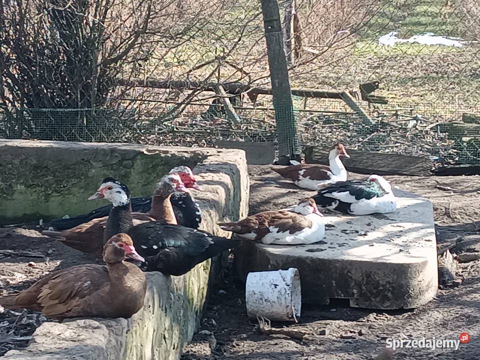 Sprzedam kaczkikaczory