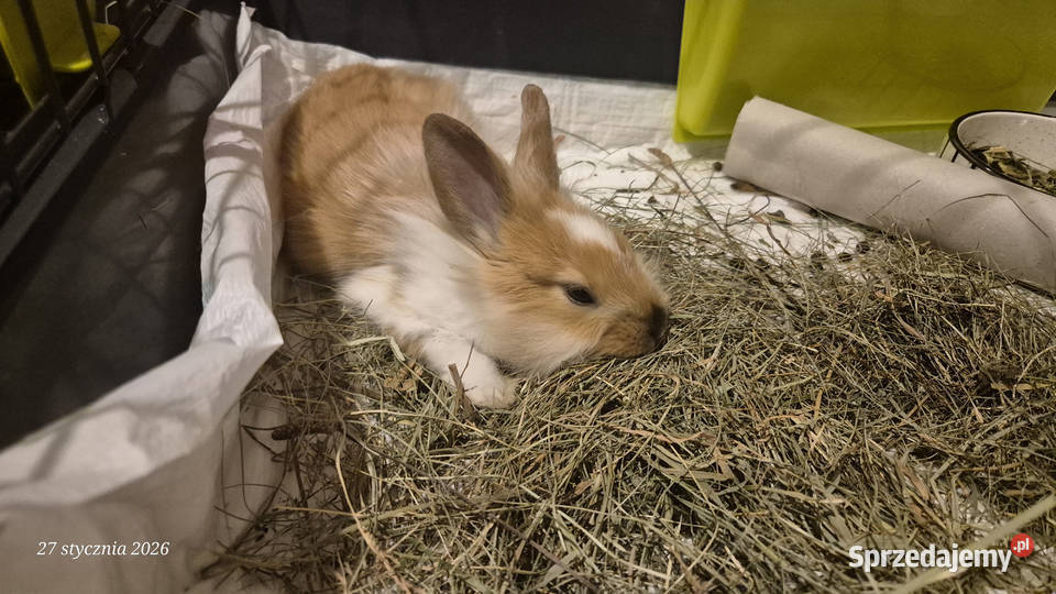 Królik miniaturka samiczka Gryzonie Gryzonie Warszawa sprzedam