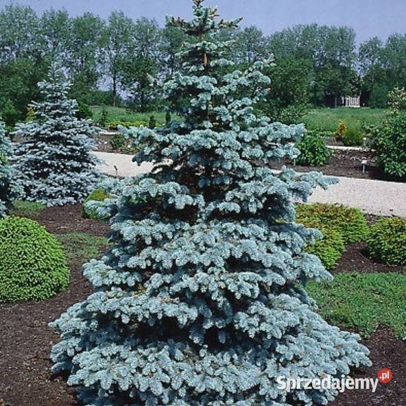 P11 ŻYWA CHOINKA ŚWIERK SREBRNY 3040 PICEA Miedźna sprzedam
