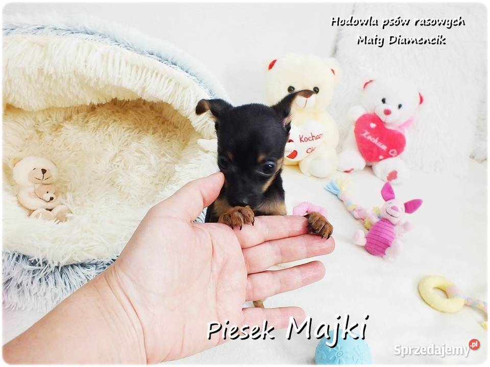 Pinczer miniaturowy Ratlerek tzwsarenka MINI Pozostałe