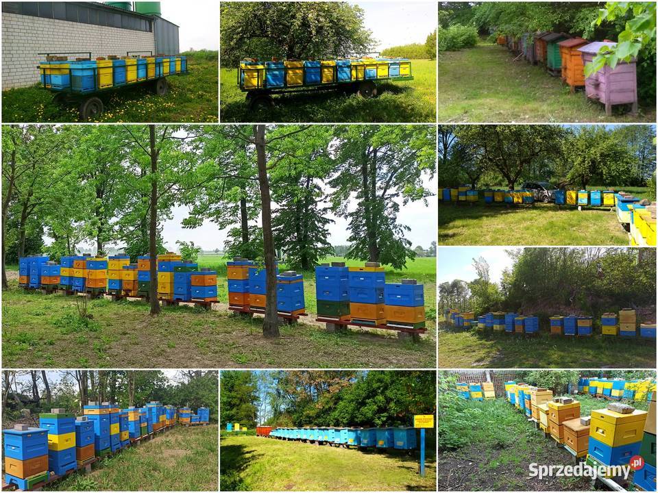 Miód lipowy z własnej pasieki Sieradz