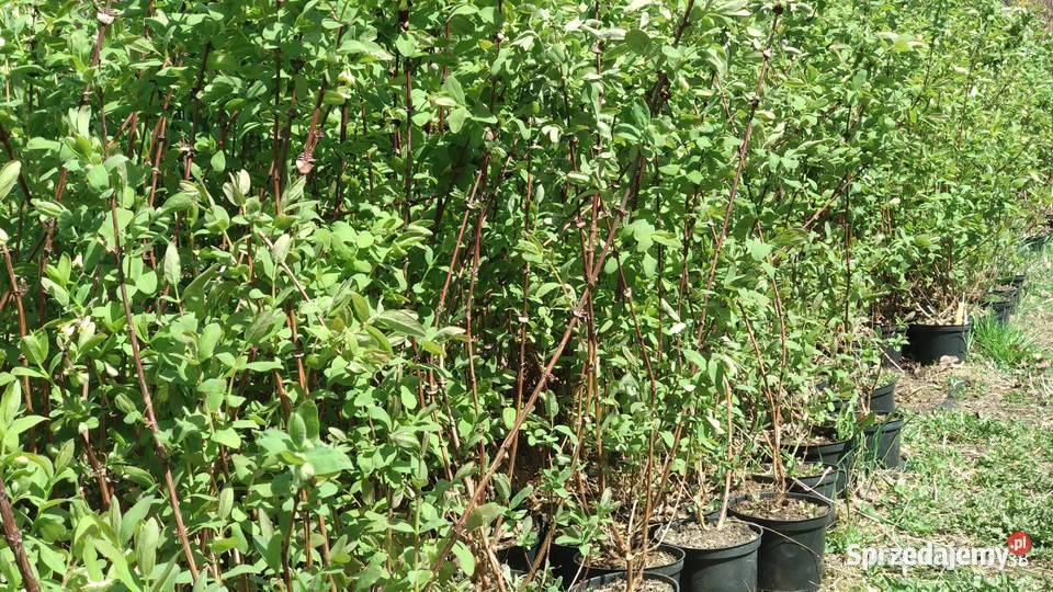 Jagoda Kamczacka 4 letnia Kanada Rosja Siemiatycze