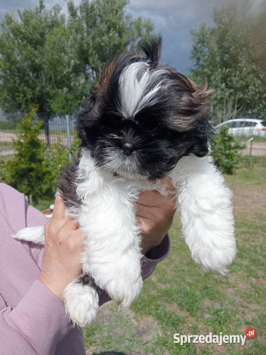 Shih tzu śliczna dziewczynka Mieleszyn