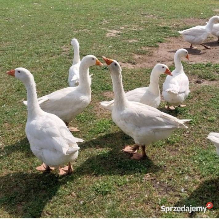 Gęsi owsiane Drób i ptactwo Sulęczyno