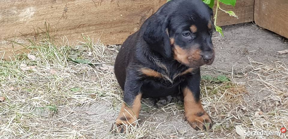 szczenięta gończy polski wielkopolskie Ujście