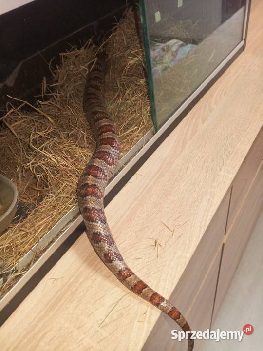 2 węże zbożowe Ruda Śląska