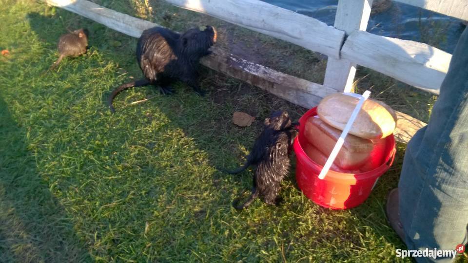 Nutrie sprzedam Serniki sprzedam