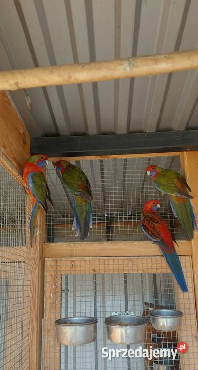 sprzedam rozelle królewskie dolnośląskie Międzybórz