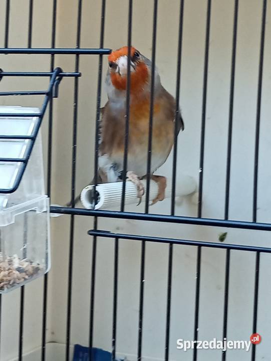 Sprzedam nierozłączki i bastardy sprzedam