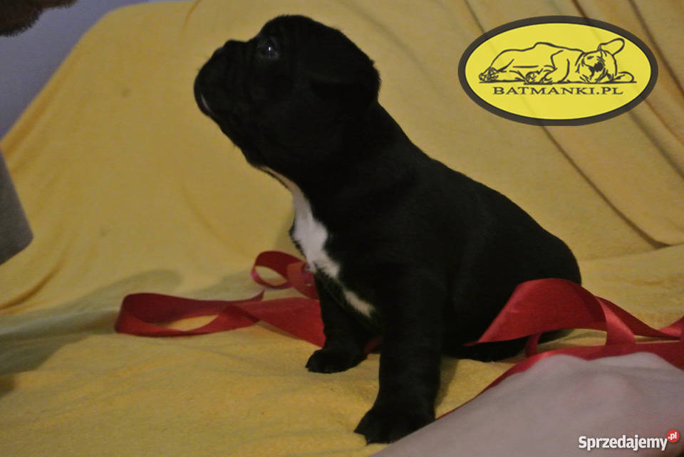 Buldog Francuski szczenięta czekoladowy marengo Turek