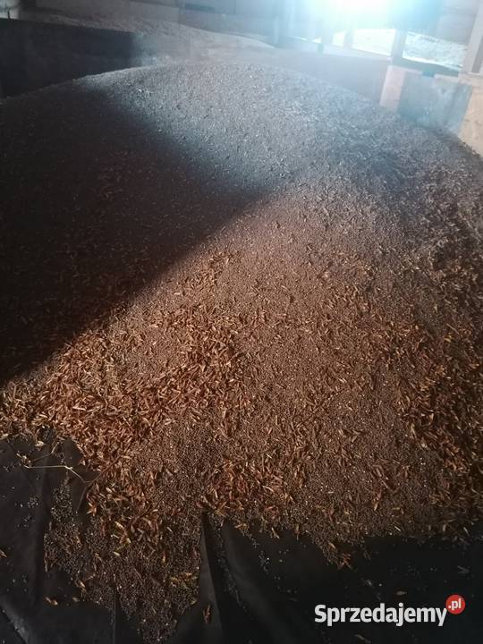 Łubin na poplony Głomsk