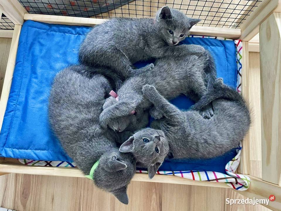 Kotki rosyjskie niebieskie z rodowodem Zamość