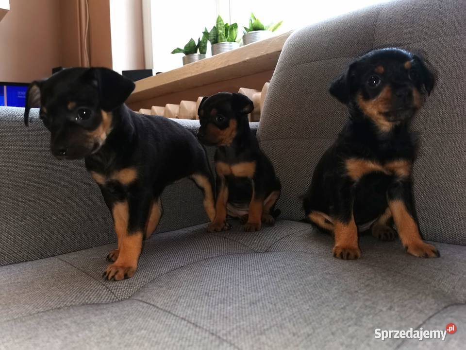 Pinczer miniaturowy łódzkie Łowicz