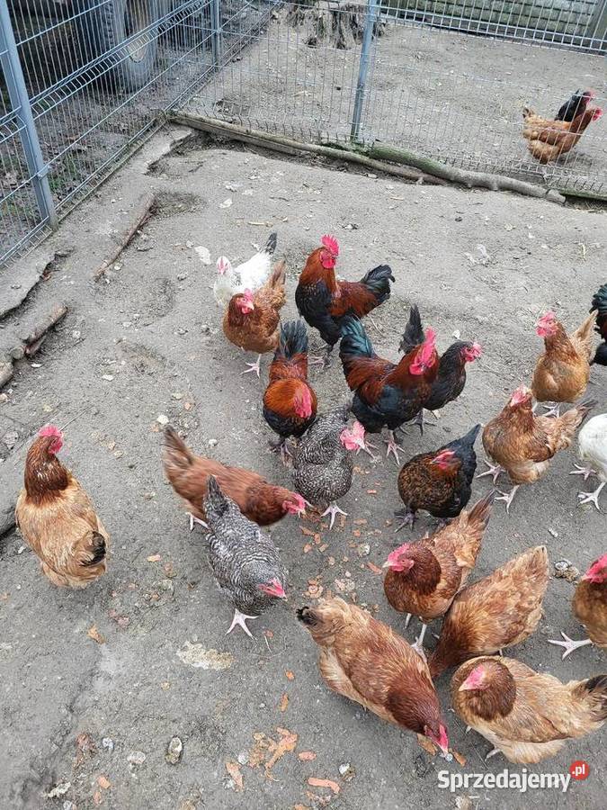 Koguty marans liliputy sraukan Zrąbiec