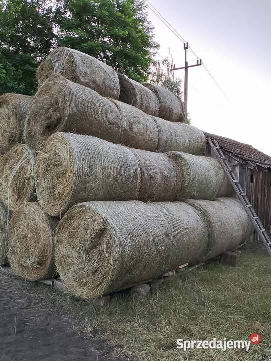 Siano prosto z łąki Zelów