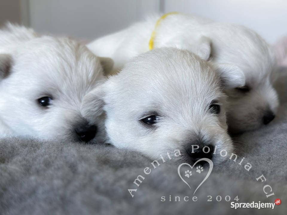 Szczenięta west highland white terrier FCI Poręba