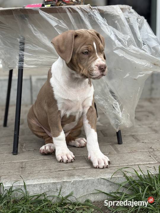 American bully xl suczka Czerlejno
