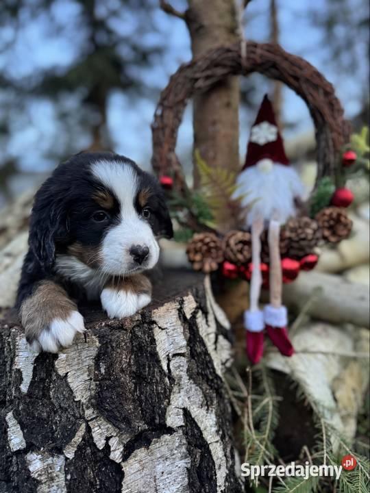 Śliczny miś berneński pies pasterski piesek Łódź